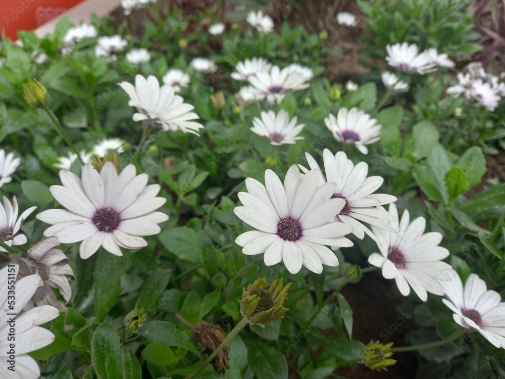 Fototapeta premium Varied Garden Flowers
