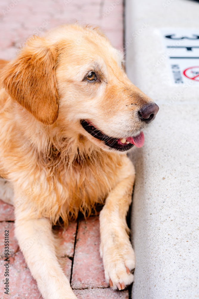 side profile of a happy smiling golden retriever side profile of a happy smiling golden retriever
