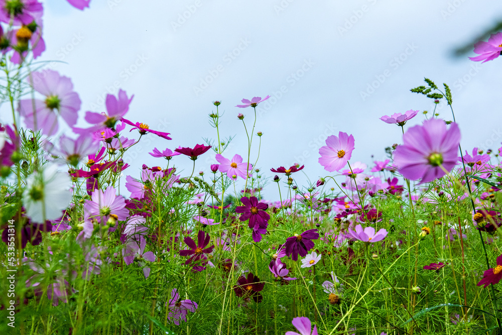 The beautiful wonderful cosmos flower and field.
The beautiful cosmos flower and cosmos flower field.
The beautiful wonderful cosmos flower and field.
The beautiful cosmos flower and cosmos flower field.