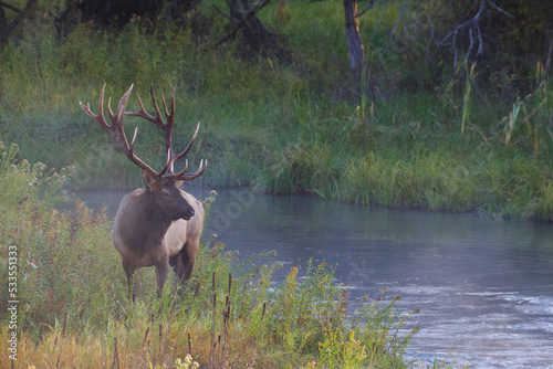 Rocky Mountain Elk with majestic antlers stands by a stream in lush riparian vegetation during the autumn mating season photo