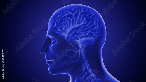 Human nervous system 3D illustration