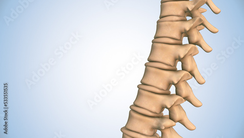 Vertebral column medical 3D illustration 