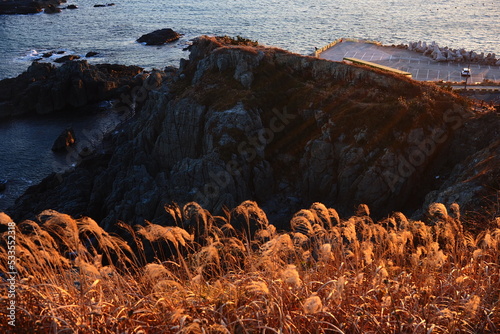 풍경, 부산, 여행, 갈대, 사진, 감성, 인테리어,  photo