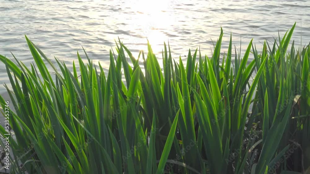green grass in water green grass in water