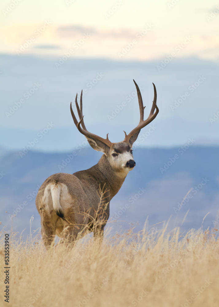 Mule Deer buck stands on a ridgetop and turns back to look at the viewer during the blue hour of evening, with a vast backdrop of mountain habitat in the distant background Mule Deer buck stands on a ridgetop and turns back to look at the viewer during the blue hour of evening, with a vast backdrop of mountain habitat in the distant background