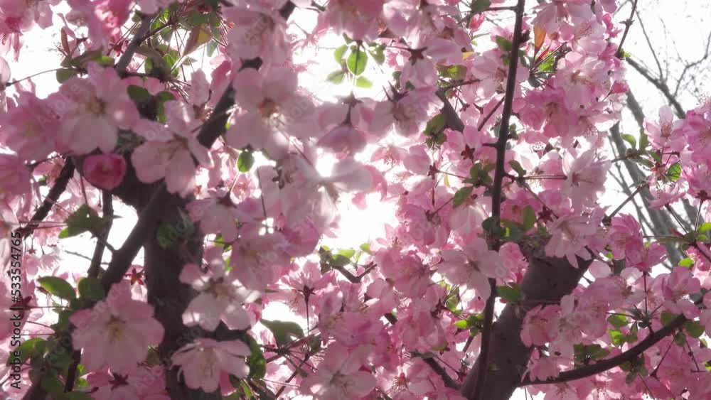 pink cherry blossom