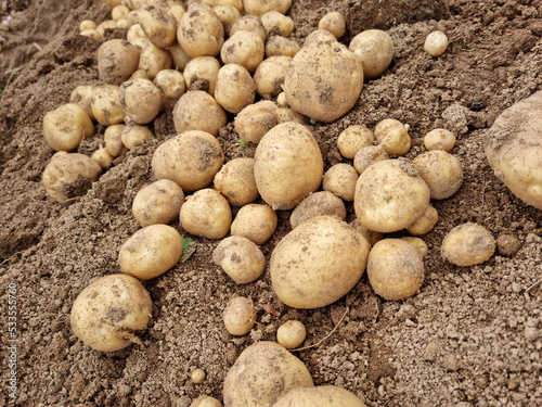 Fresh potatoes on the farm.