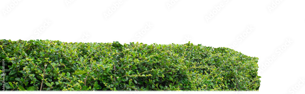 Shrubs isolated on transparent background with clipping path and alpha channel
