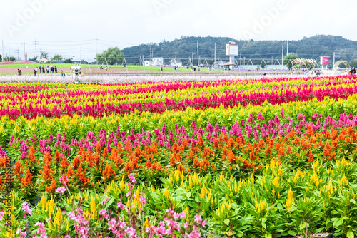 The beautiful and womderful flower field and background blue sky. © Chongbum Thomas Park
