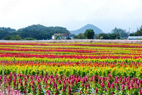 Fototapeta Naklejka Na Ścianę i Meble -  The beautiful and womderful flower field and background blue sky.