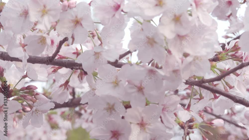 pink cherry blossom pink cherry blossom