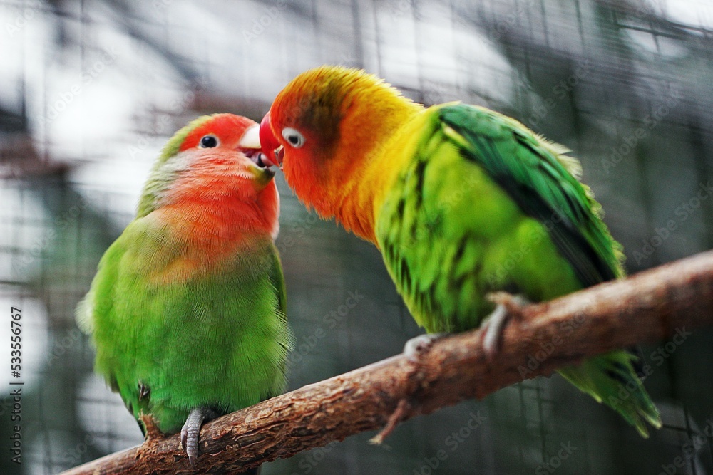 Two couple bird kissing seen.