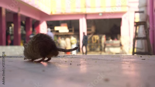 Rats searching for food in mata temple