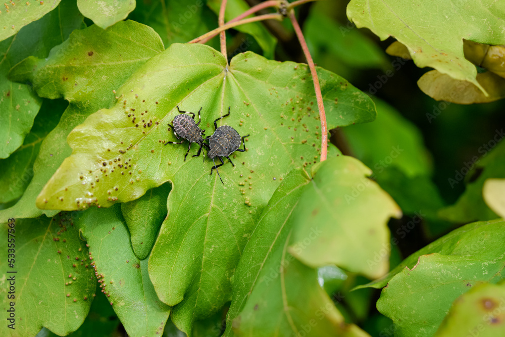 Fototapeta premium bug on leaf