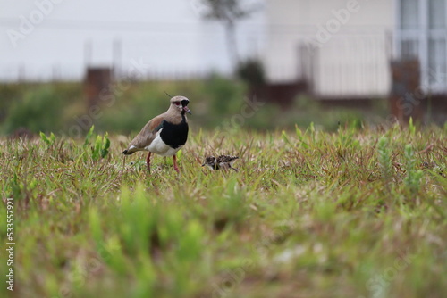 winged stilt
