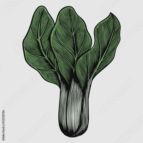 Vegetable bok choy sketch engraving illustrations