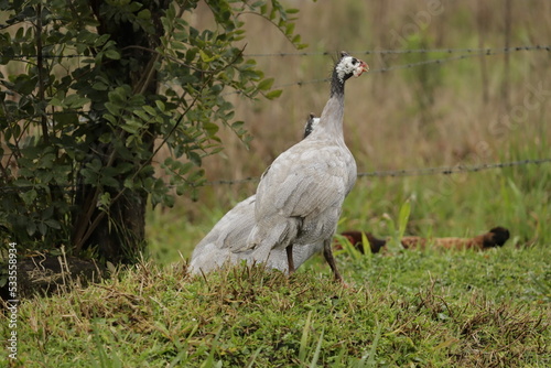 grey crowned crane