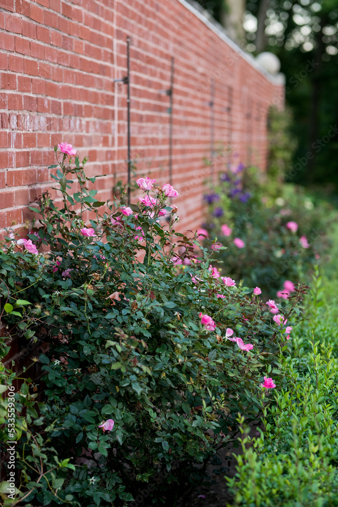 pink flower bushes against brick wall