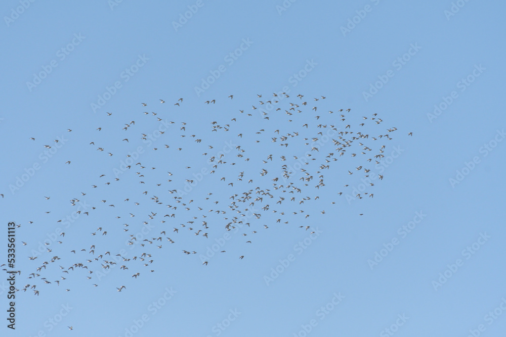 ●冬鳥の群れ ●冬鳥の群れ