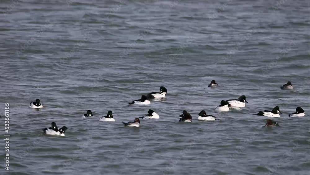 Flock of Common Goldeneye (Bucephala clangula) on the river Flock of Common Goldeneye (Bucephala clangula) on the river