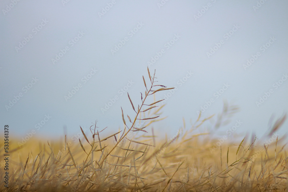 Obraz premium reed in the wind