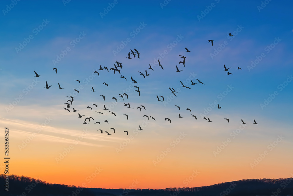 Amazing sky on sunset or sunrise with flying birds with copy space