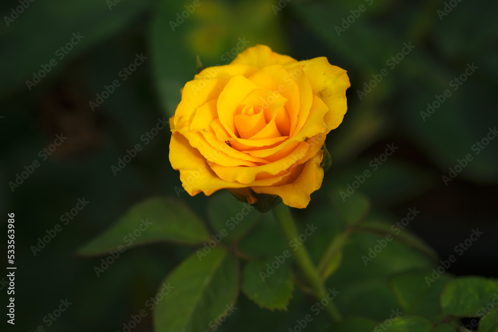 Close-up photo of Rose flower on background blurry yellow rose flower in the garden of roses. selective focus. Close-up photo of Rose flower on background blurry yellow rose flower in the garden of roses. selective focus.