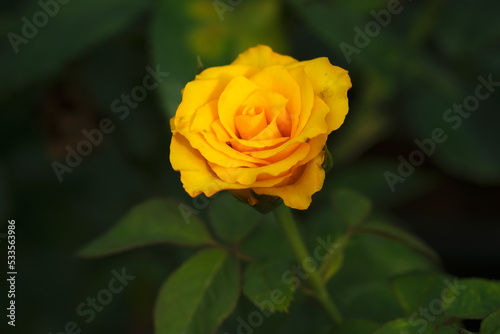 Close-up photo of Rose flower on background blurry yellow rose flower in the garden of roses. selective focus.