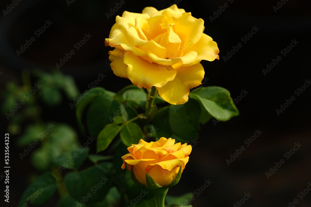 Close-up photo of Rose flower on background blurry yellow rose flower in the garden of roses. selective focus. Close-up photo of Rose flower on background blurry yellow rose flower in the garden of roses. selective focus.