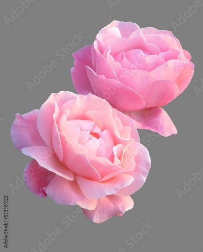 pink roses on grey background