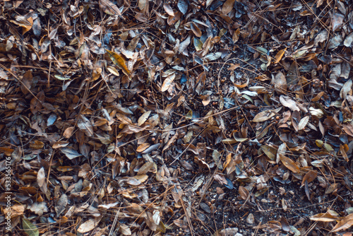 leaves of trees in autumn