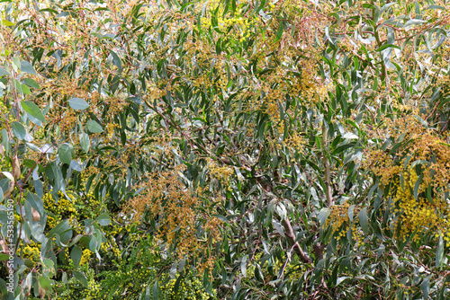 full frame of eucalyptus leaves in bushland photo