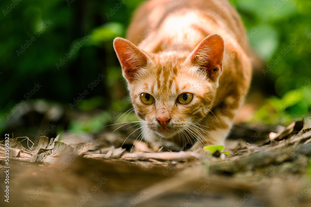 Orange Cat Preparing to attack 