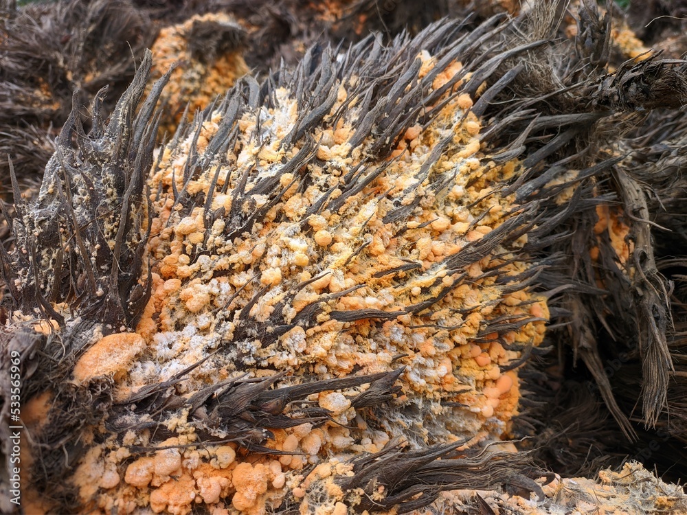 Oil palm Waste (janjangan kosong) yellow mushrooms come out