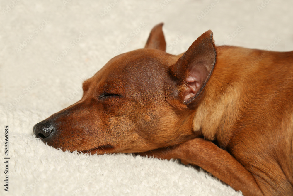 A little dog is sleeping soundly on a white blanket. A pet is resting after a walk.