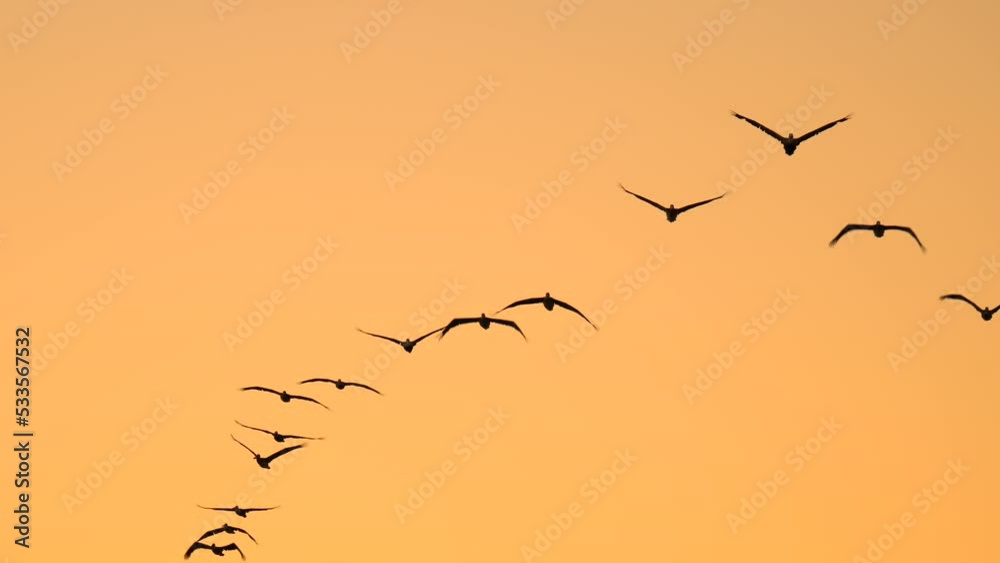 4k video with a flock of pelicans birds in flight against a beautiful orange sunrise sky. Birds migration concept video.