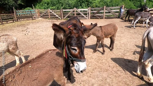 Domestic donkey, ass. Many donkeys standing in paddock at donkey farm. Donkey muzzle head close up. Donkey farm. Corral for livestock. Animal husbandry. Domestic animals. Livestock industry breeding