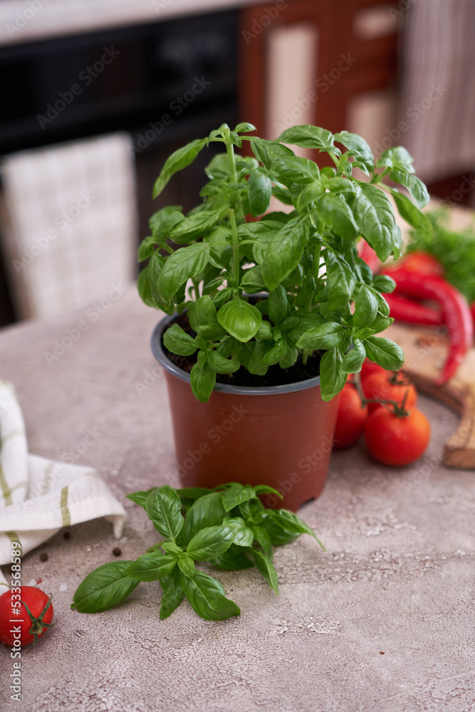 fresh green basil pot on the table at domestic home fresh green basil pot on the table at domestic home