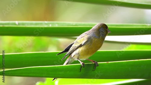 Young Canary bird perched on palm tree leaf. Bird  staring into camera balancing on the leaf and fly away.