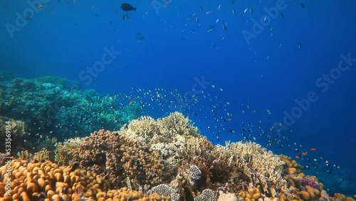 Coral reef with coral fish in Egypts Red Sea