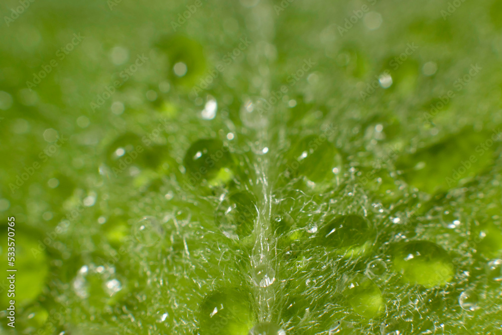 Green leaf in the garden with drops of morning dew.
