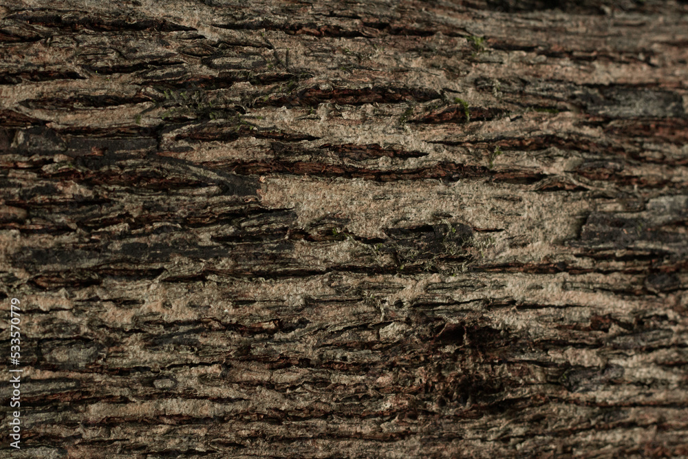 bark texture bark texture