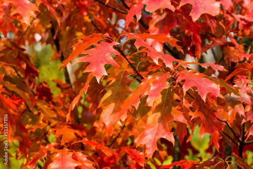 Fototapeta Naklejka Na Ścianę i Meble -  Red leaves of Northern red oak (Quercus rubra) in the autumn. Red oak fall foliage close up. Fall concept
