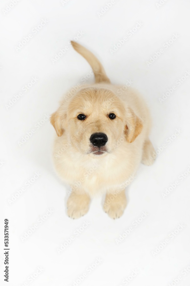 Golden Retriever, puppy, 7 weeks, sitting, from above Golden Retriever, puppy, 7 weeks, sitting, from above