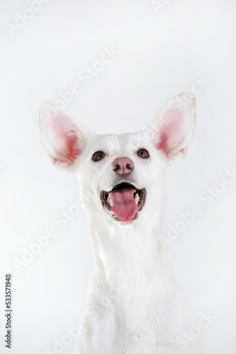 Mongrel, Portrait, Podencomischling, white, male