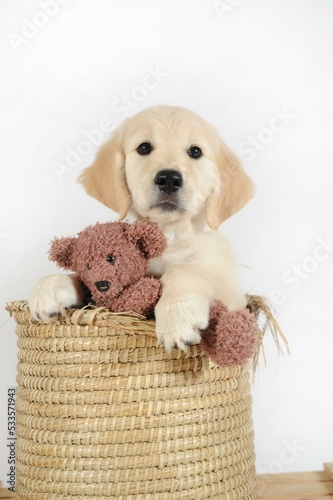 Golden Retriever, puppy, 7 weeks, sitting in raffia basket with stuffed bear