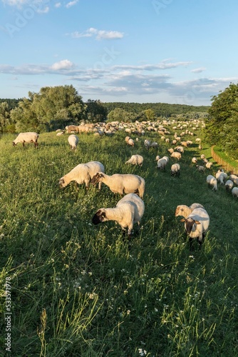 Grassing Black-headed Sheep (Ovis orientalis), on Elbe dike, Tespe, Lower Saxony, Germany, Europe