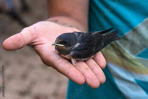 Young Common house martin (Delichon urbicum) is sitting on the hand, Germany, Europe photo