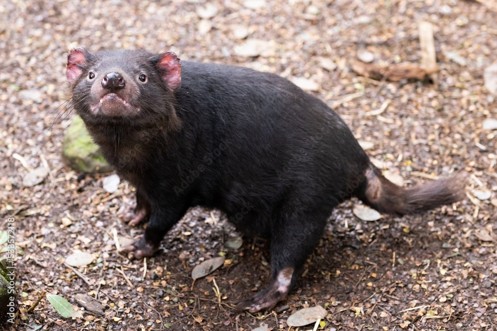 Tasmanian Devil in Tasmania Australia Tasmanian Devil in Tasmania Australia