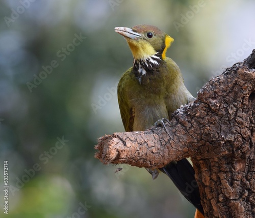 Lesser yellownape photo